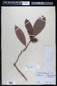 Davilla kunthii image