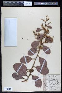 Davilla kunthii image