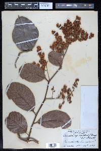 Davilla aspera image