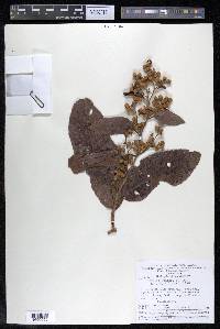 Davilla kunthii image