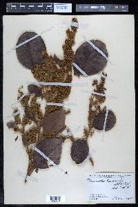 Davilla kunthii image