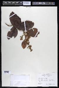 Davilla kunthii image