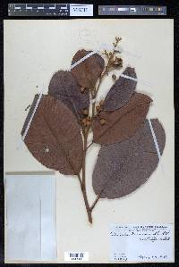 Davilla kunthii image