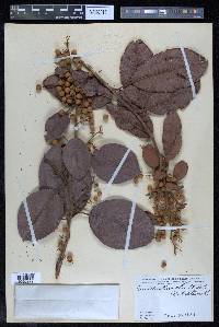Davilla kunthii image