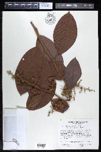 Davilla kunthii image