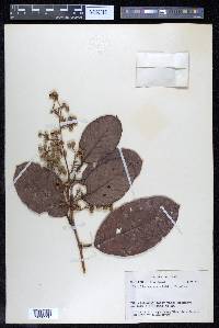 Davilla aspera image