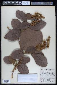 Davilla kunthii image