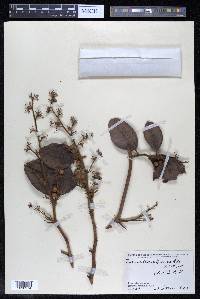 Davilla kunthii image