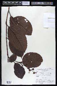 Davilla kunthii image