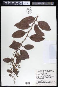 Davilla kunthii image