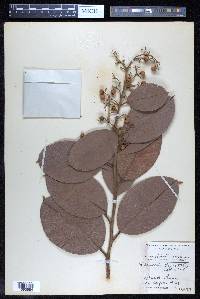 Davilla kunthii image