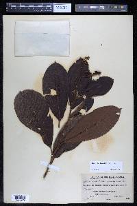 Davilla kunthii image