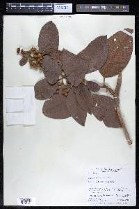 Davilla kunthii image