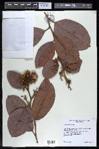 Davilla kunthii image
