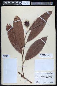Davilla kunthii image