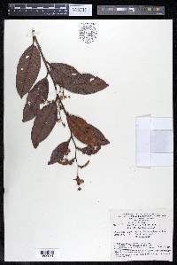 Davilla kunthii image
