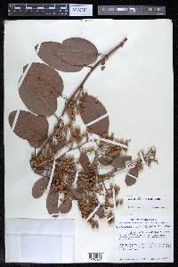 Davilla kunthii image