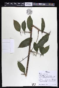 Celtis iguanaea image