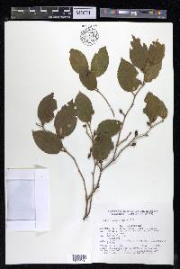 Celtis pubescens image