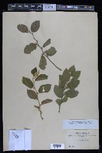 Celtis iguanaea image