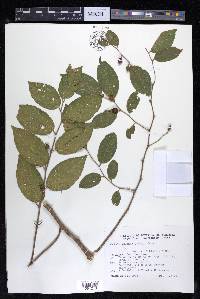 Celtis iguanaea image