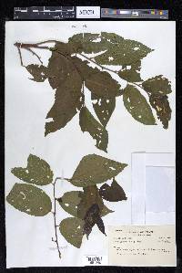 Celtis iguanaea image