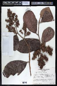 Tetracera portobellensis image