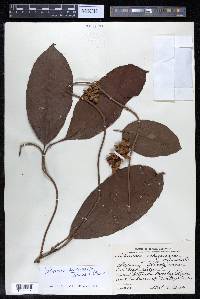 Tetracera hydrophila image