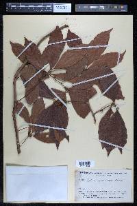 Doliocarpus major image