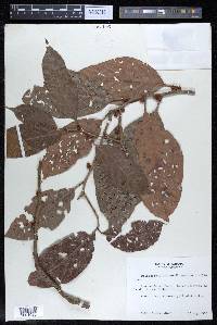 Doliocarpus olivaceus image