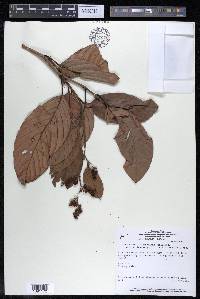 Tetracera willdenowiana image