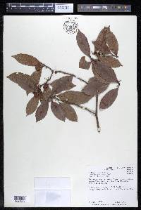 Doliocarpus major image