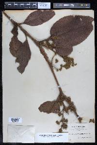 Davilla kunthii image