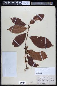 Doliocarpus major image