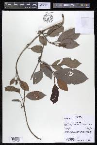 Tetracera willdenowiana image