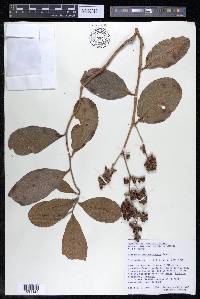 Tetracera portobellensis image