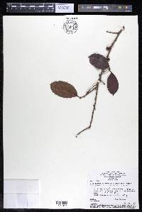 Doliocarpus brevipedicellatus image