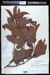 Doliocarpus major image