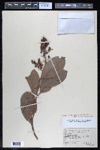 Tetracera parviflora image