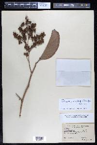 Tetracera parviflora image