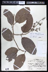 Tetracera hydrophila image