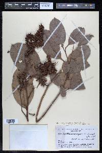 Tetracera parviflora image