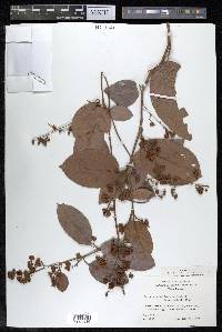 Tetracera hydrophila image