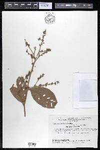 Tetracera portobellensis image