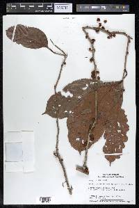 Doliocarpus olivaceus image