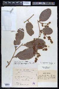 Tetracera portobellensis image