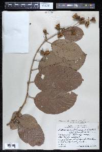 Tetracera hydrophila image