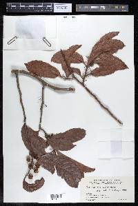 Doliocarpus major image