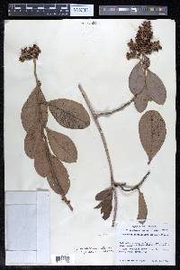 Tetracera portobellensis image