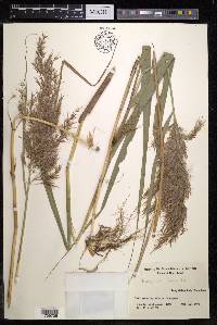 Phragmites australis image